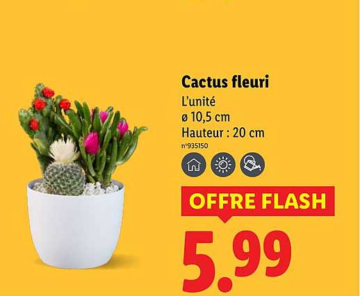 Cactus fleuri