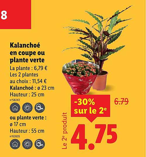 Kalanchoé en coupe ou plante verte