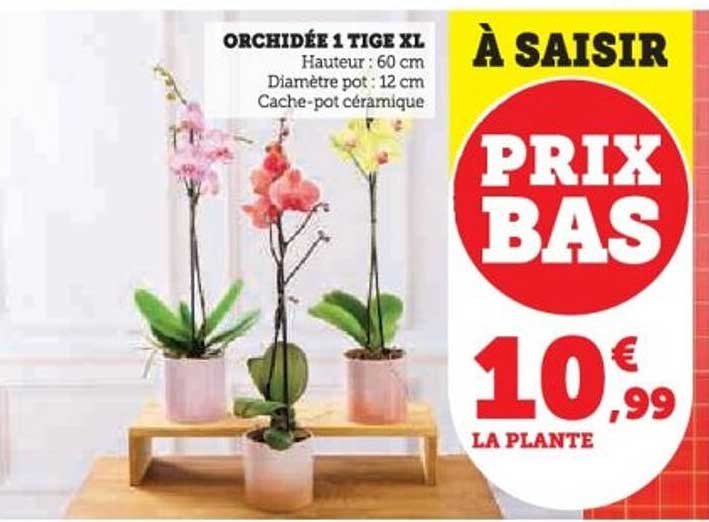 ORCHIDÉE 1 TIGE XL