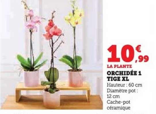 ORCHIDÉE 1 TIGE XL