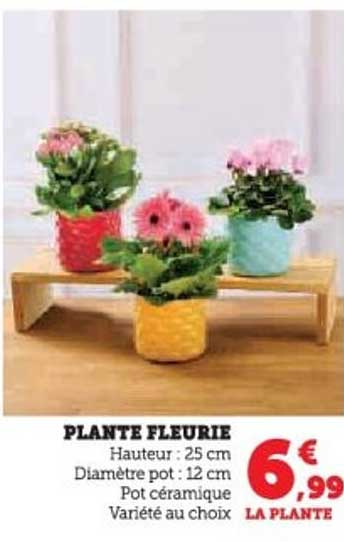 PLANTE FLEURIE