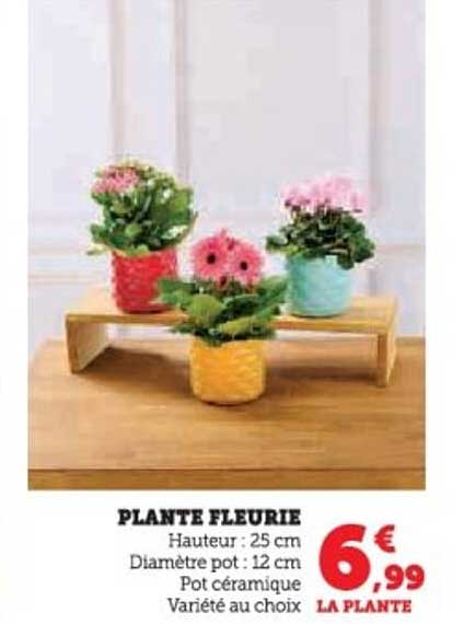 PLANTE FLEURIE