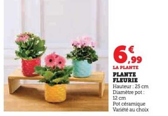 PLANTE FLEURIE