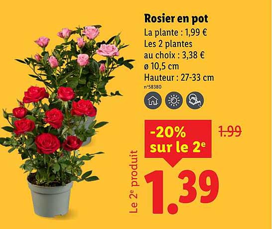 Rosier en pot