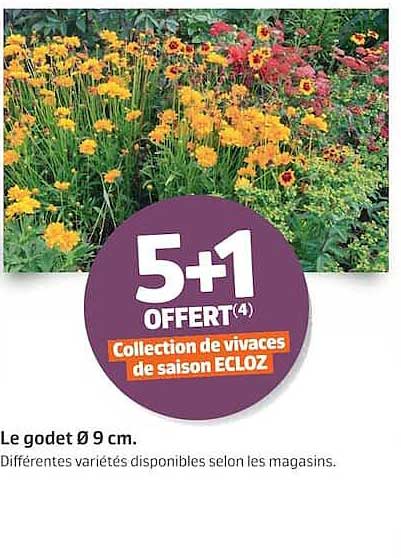 5+1 OFFERT(4) Collection de vivaces de saison ECLOZ
