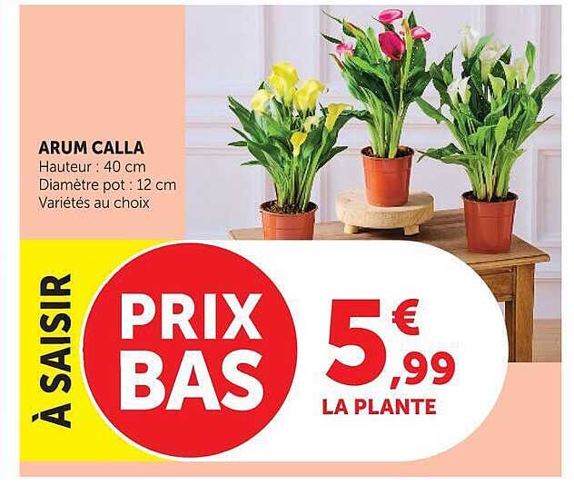 ARUM CALLA