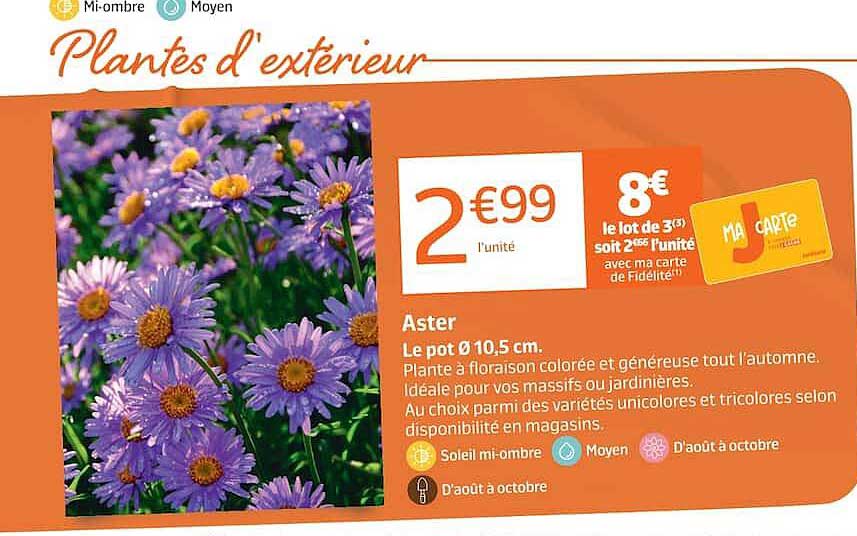 Aster