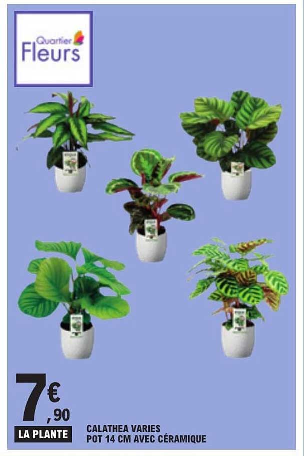 CALATHEA VARIES POT 14 CM AVEC CÉRAMIQUE
