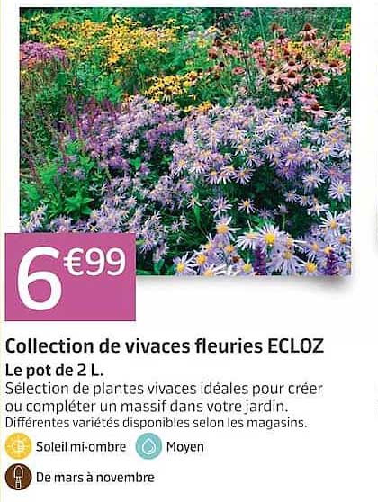 Collection de vivaces fleuries ECLOZ Le pot de 2 L