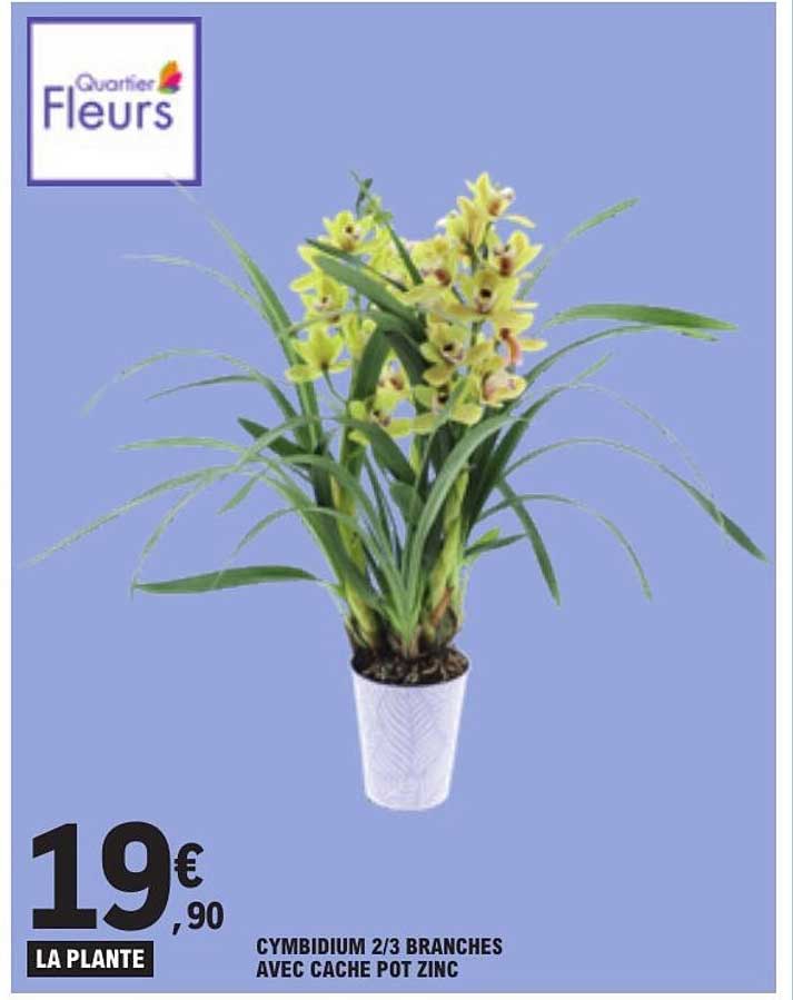 CYMBIDIUM 2/3 BRANCHES AVEC CACHE POT ZINC