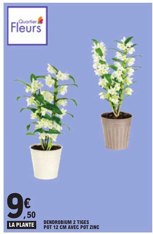 DENDROBIUM 2 TIGES POT 12 CM AVEC POT ZINC