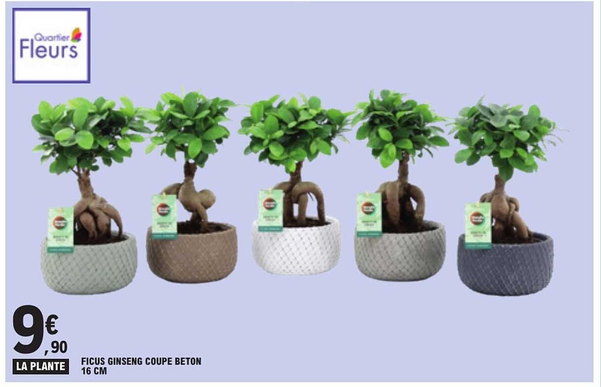 FICUS GINSENG COUPE BETON 16 CM