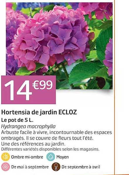 Hortensia de jardin ECLOZ