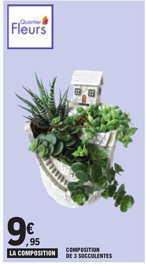 LA COMPOSITION DE 3 SUCCULENTES