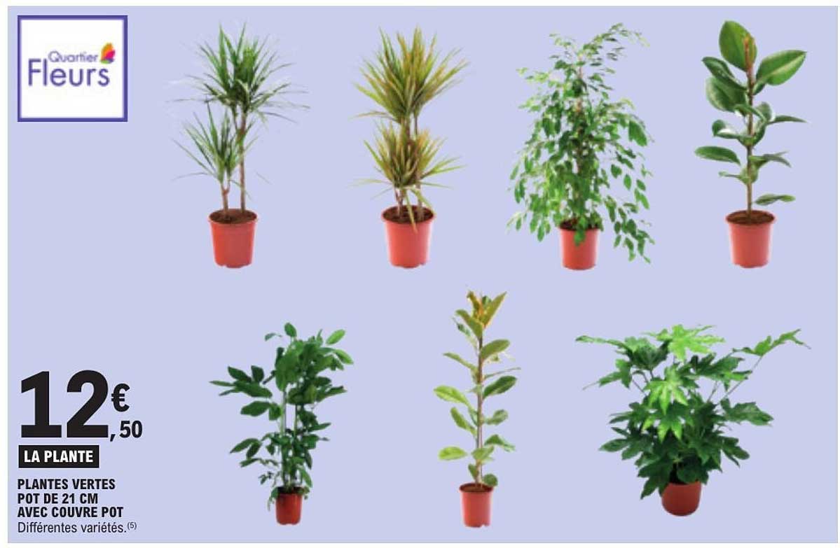 LA PLANTE