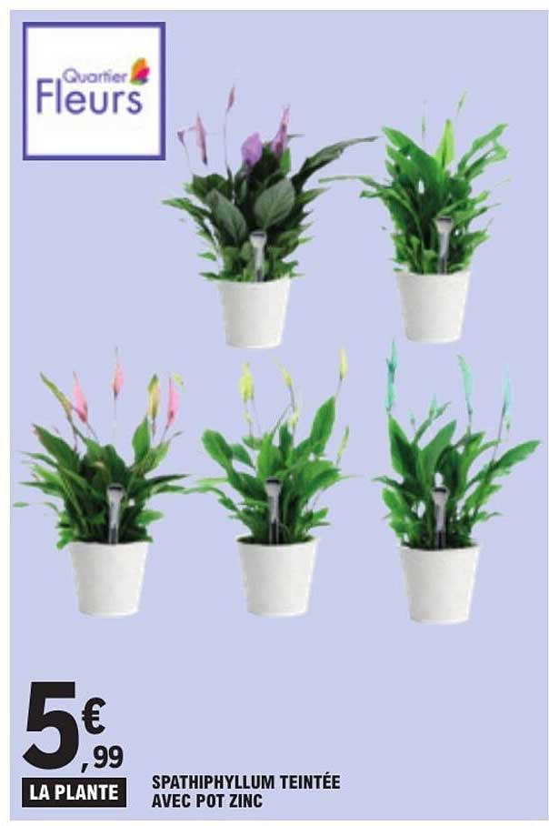 LA PLANTE SPATHIPHYLLIUM TEINTÉE AVEC POT ZINC