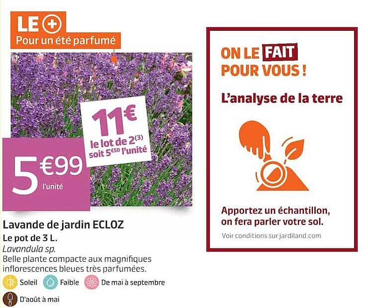 Lavande de jardin ECLOZ
