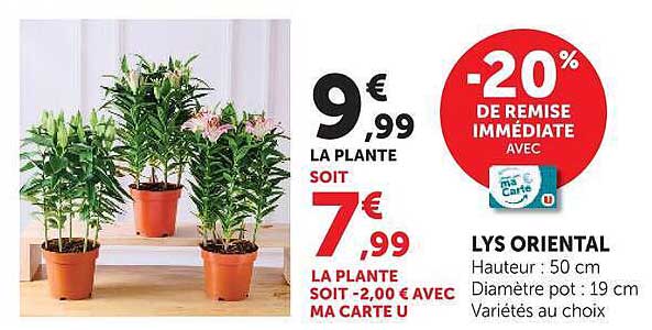 LYS ORIENTAL