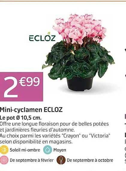 Mini-cyclamen ECLOZ