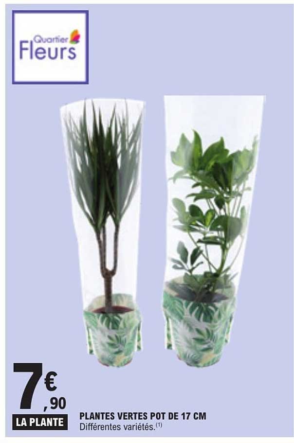 PLANTES VERTES POT DE 17 CM