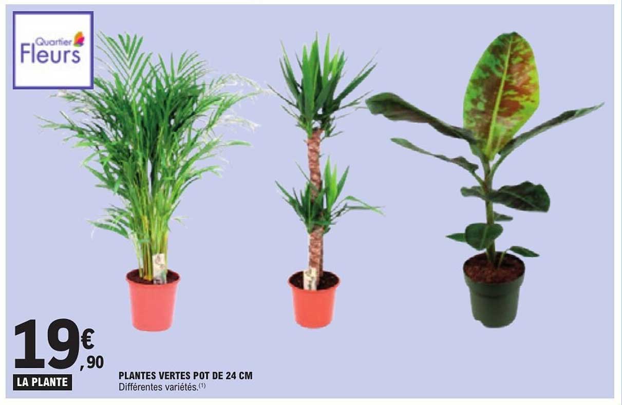 PLANTES VERTES POT DE 24 CM