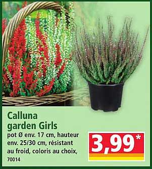 Calluna garden Girls