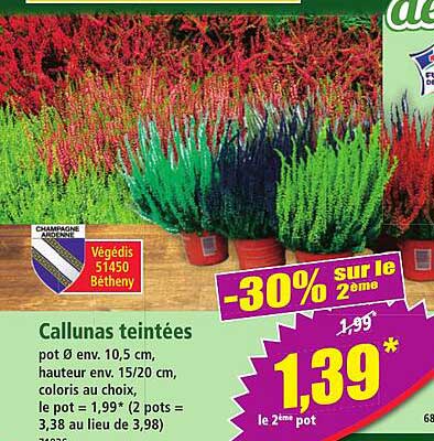 Callunas teintées