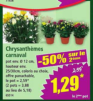 Chrysanthemes carnaval