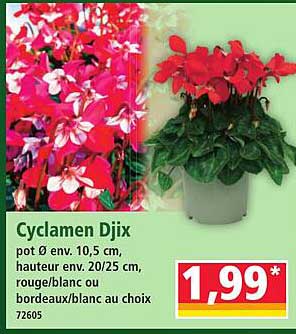 Cyclamen Djix