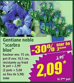 Gentiane noble "scarbra blue"