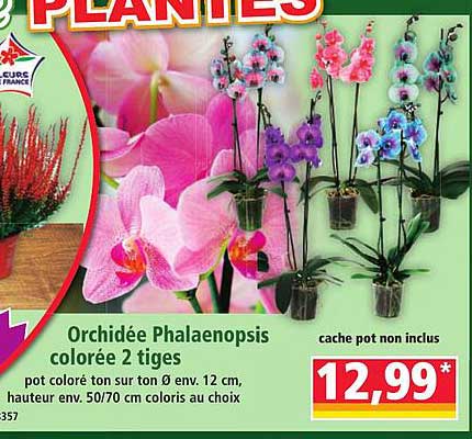 Orchidée Phalaenopsis colorée 2 tiges