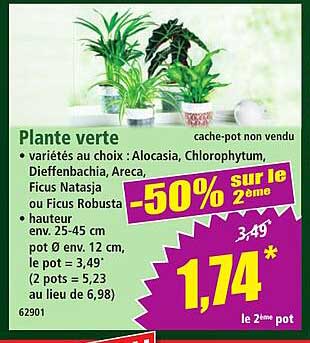 Plante verte