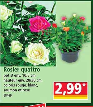 Rosier quattro