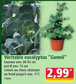 Véritable eucalyptus “Gunnii”