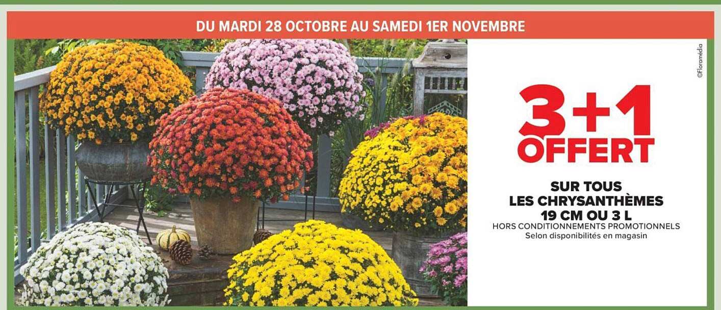 3 + 1 OFFERT SUR TOUS LES CHRYSANTHÈMES 19 CM OU 3 L