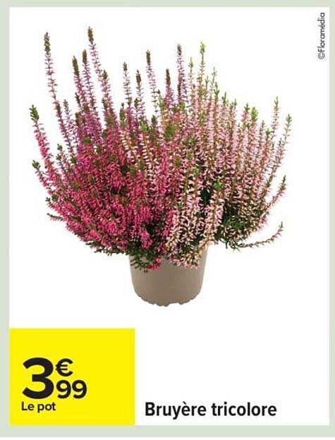 Bruyère tricolore
