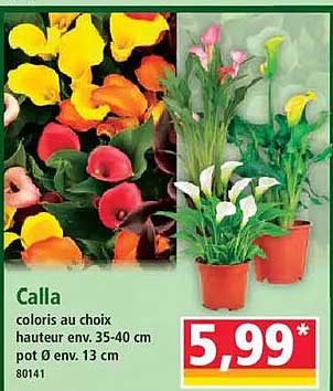 Calla