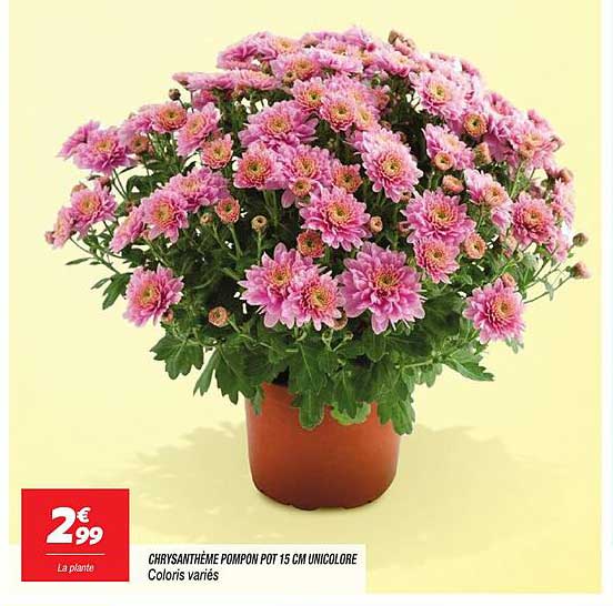 CHRYSAINTHEME POMPON POT 15 CM UNICOLOR
