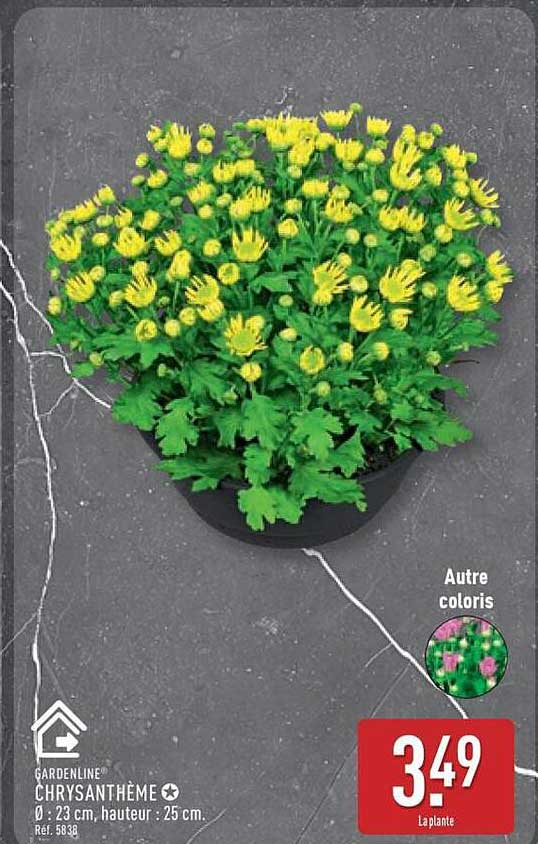 CHRYsANTHÈME