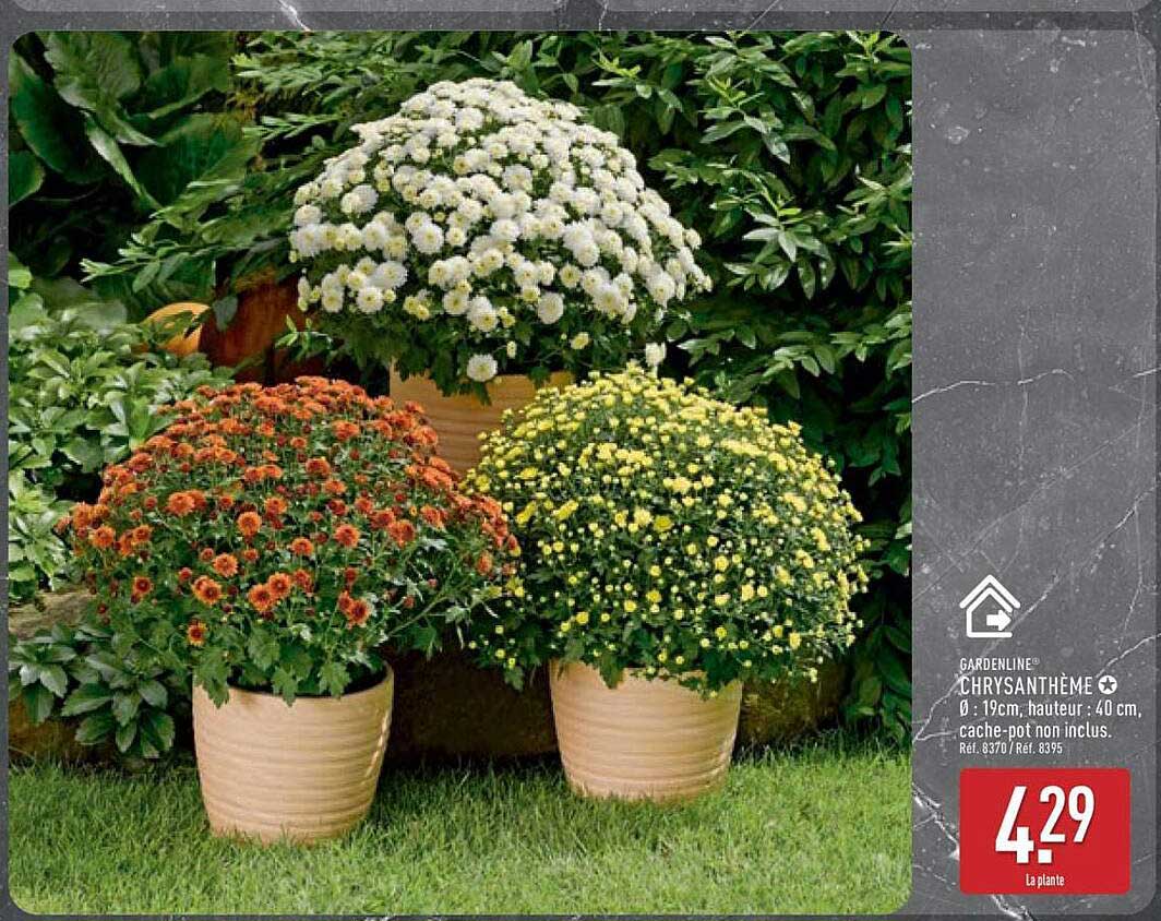 CHRYSANTHÈME  Ø 19cm, hauteur : 40cm, cache-pot non inclus.