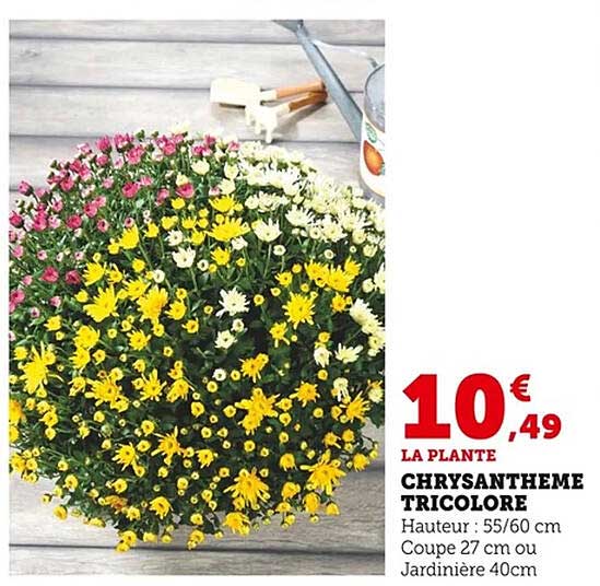 CHRYSANTHEME TRICOLOR