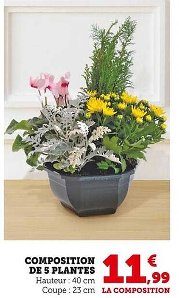 COMPOSITION DE 5 PLANTES
