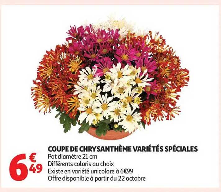 COUPE DE CHRYSANTHÈME VARIÉTÉS SPÉCIALES