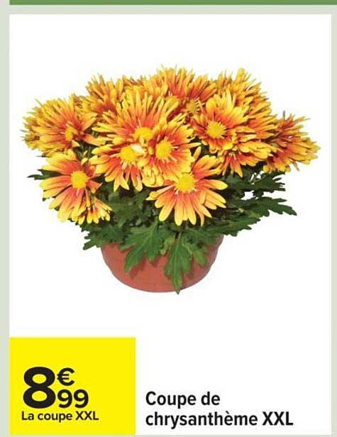 Coupe de chrysanthème XXL