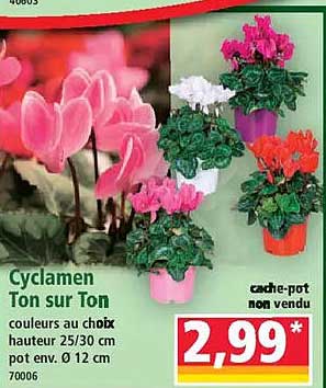 Cyclamen Ton sur Ton