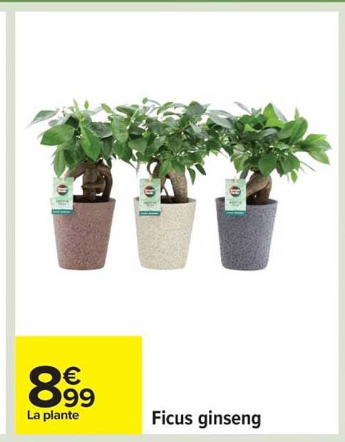 Ficus ginseng