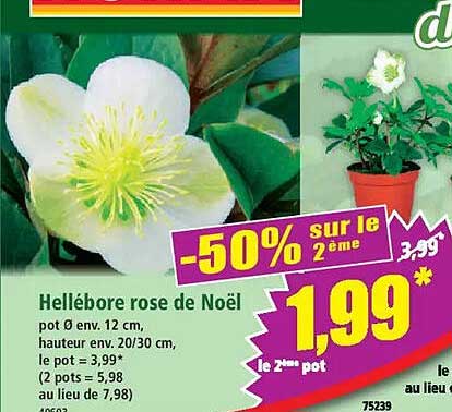 Hellébore rose de Noël