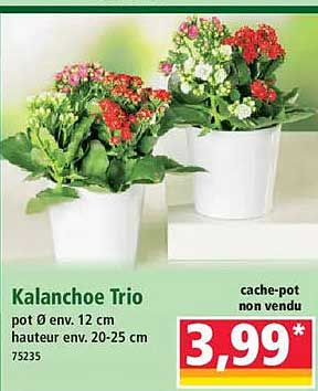 Kalanchoe Trio
