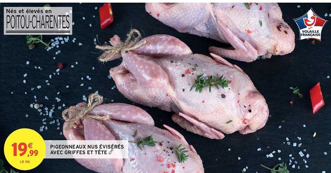 PIGEONNEAUX NUS ÉVISÉRÉS AVEC GRIFFES ET TÊTE