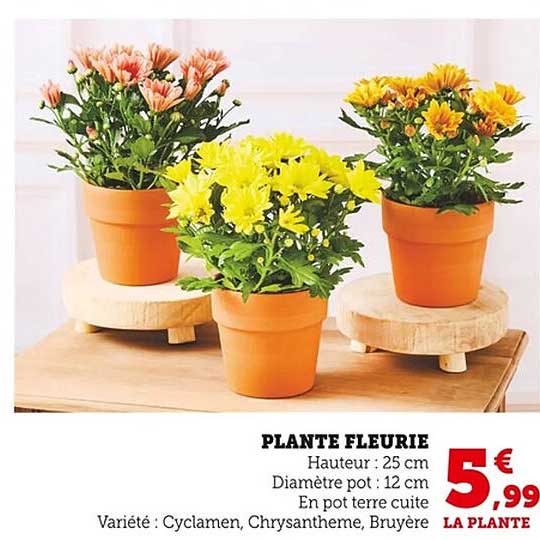 PLANTE FLEURIE